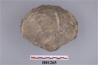 藏品(環月蛤內模化石)的圖片